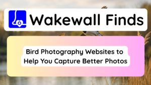 Bird Photography Websites to Help You Capture Better Photos
